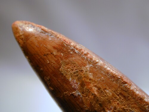 Carcharodontosaurus saharicus Dinosaur Tooth 