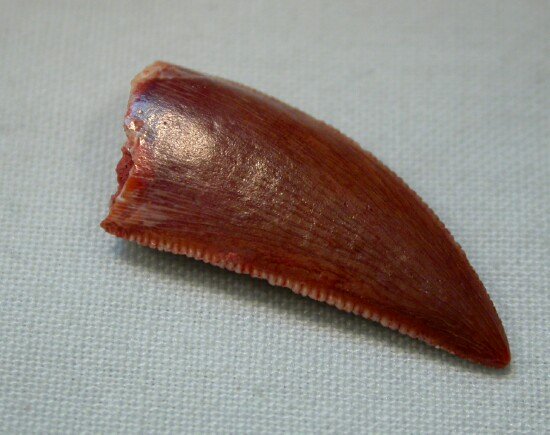 Deltadromeus agilis Dinosaur Tooth