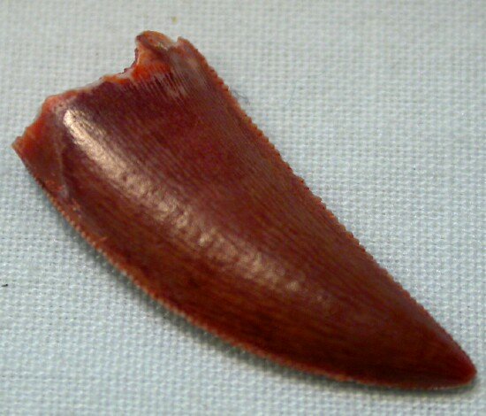 Deltadromeus Dinosaur Tooth