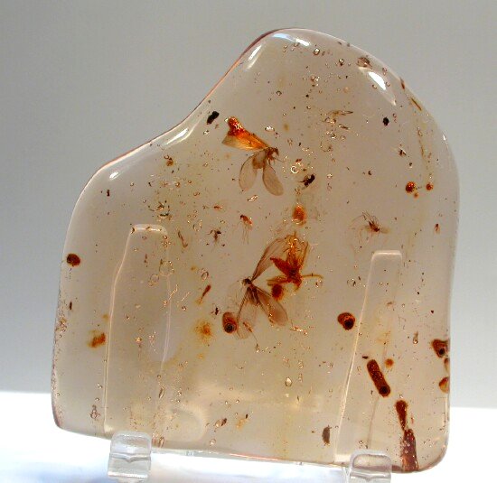 Fossil Amber with Insects