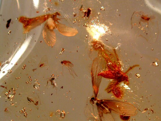 Alates in Amber