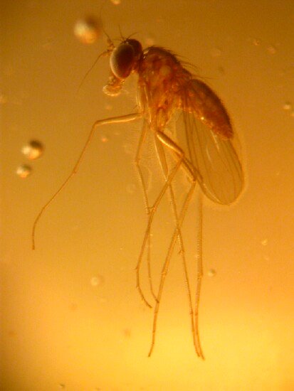 Diptera in Amber