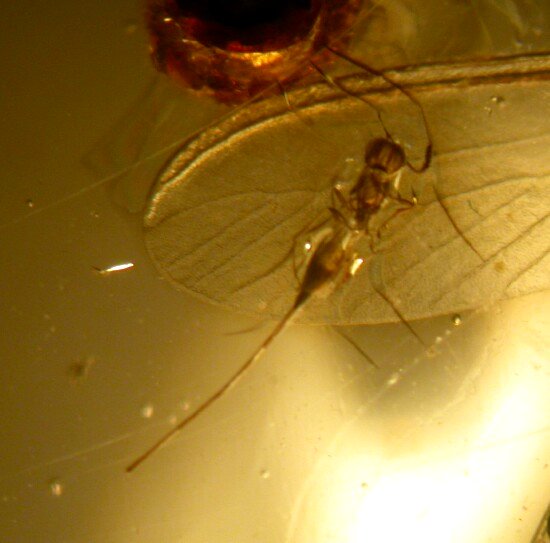 Male braconid wasp with long ovipositor used for mating