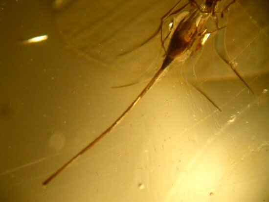 Male braconid wasp with long ovipositor used for mating