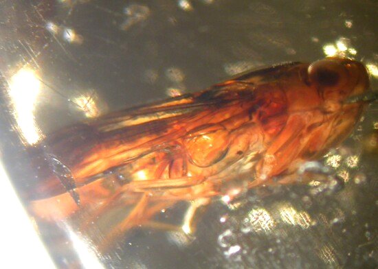 Planthopper in Fossil Amber