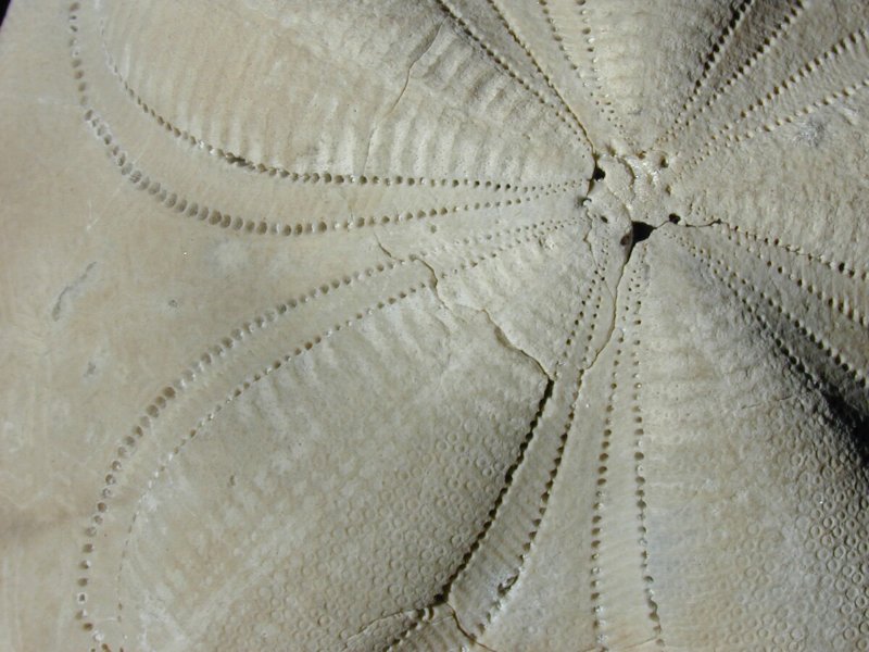 Clypeaster rosaceous Echinoid Fossil from Florida in Illinois United States of America