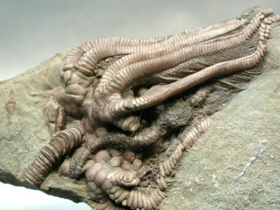 Agaricocrinus Crawfordsville Crinoid Indiana United States of America