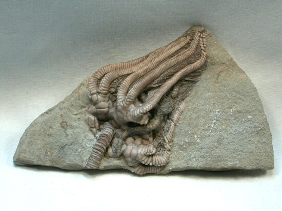 Agaricocrinus Crawfordsville Crinoid Indiana United States of America