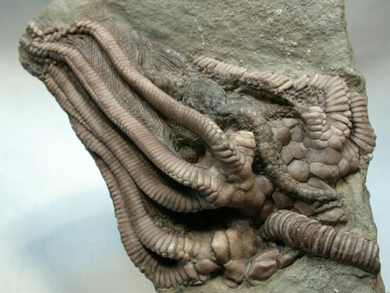 Agaricocrinus Crawfordsville Crinoid Indiana 