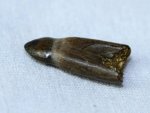 Leidysuchus Crocodile Tooth