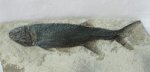 Paleonisciformes Fish Fossil