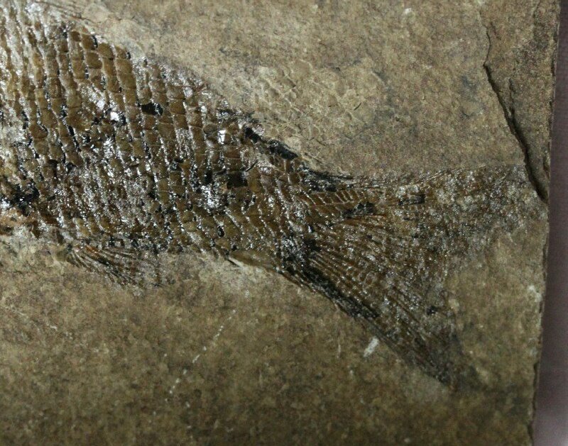 Hulettia americana Jurassic Fish Fossil from New Mexico USA