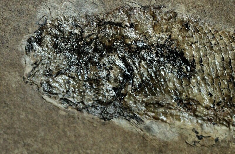 Hulettia americana Jurassic Fish Fossil from New Mexico USA