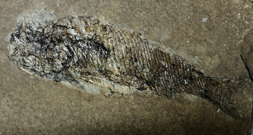 Hulettia americana Jurassic Fish Fossil from New Mexico USA