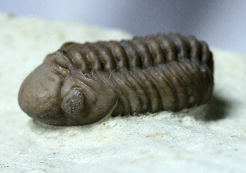 Paciphacops campbelli American Trilobites from Oklahoma